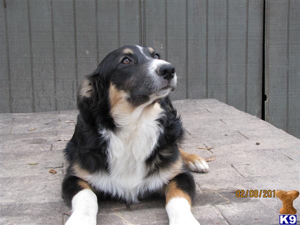 australian shepherd puppy posted by KT Awesome Aussies